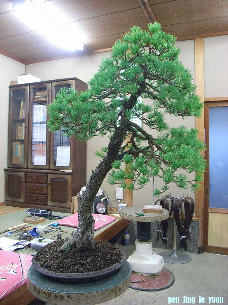 o0800106711575462435.jpg