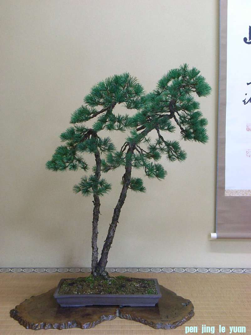 o0800106711703447898.jpg