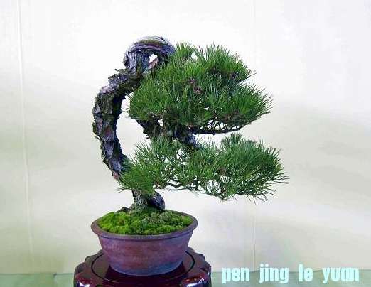 mtrees-42.b.jpg