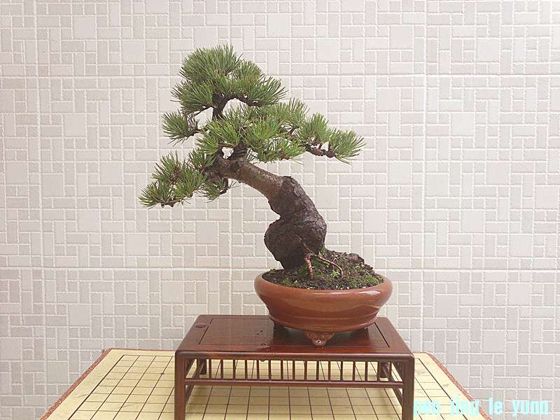 201207131585_.jpg