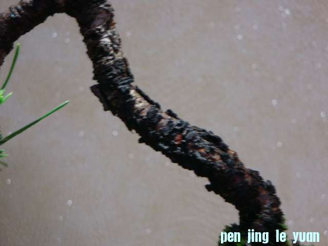 DSC09474.JPG