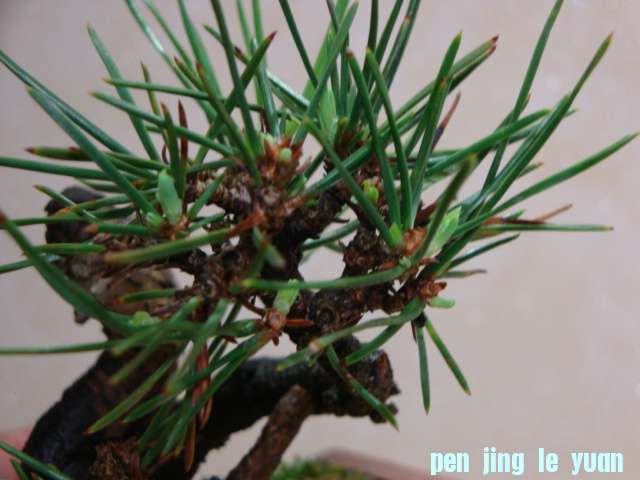 DSC09481.JPG