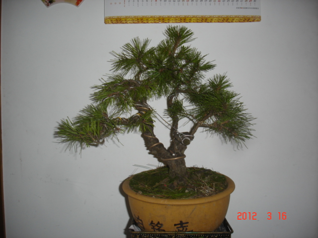 DSC00532.JPG