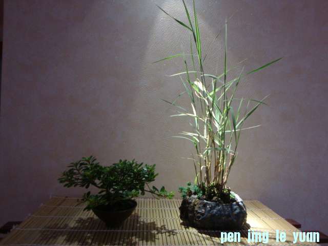 DSC09496.JPG