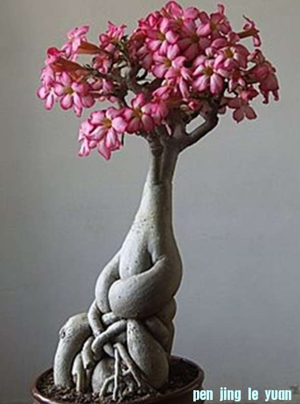 Adenium Flower Bonsai.jpg