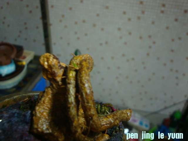 DSC09487.JPG