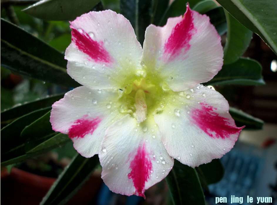 Adenium Flower.jpg