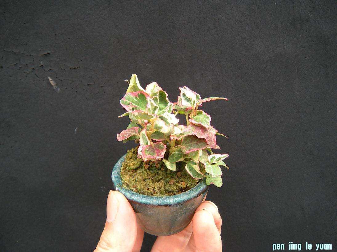 DSCN1087.JPG