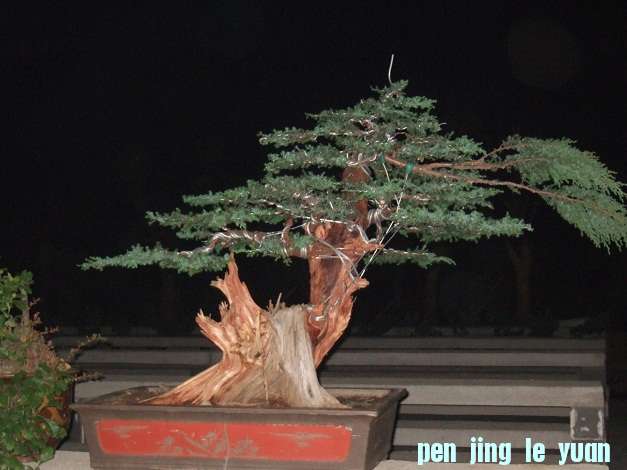 DSCF7048.JPG