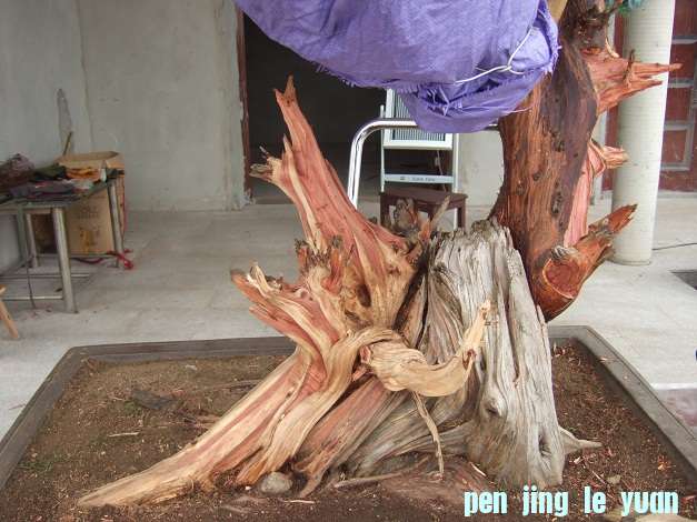 DSCF7009.JPG