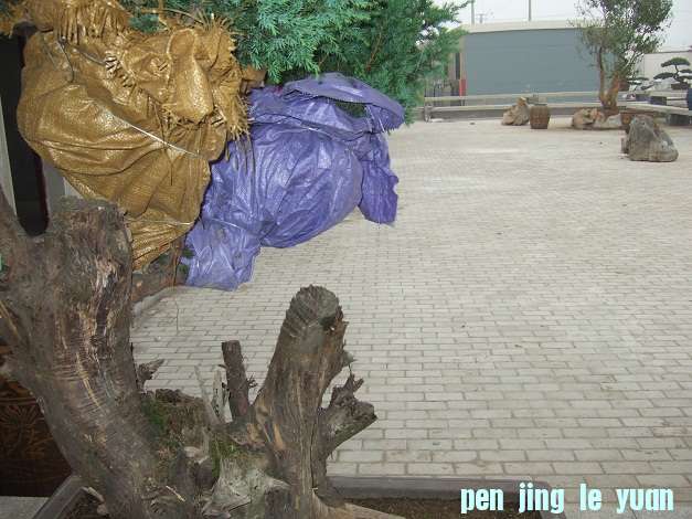 DSCF7000.JPG