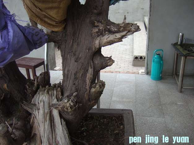 DSCF7003.JPG