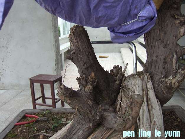 DSCF7004.JPG