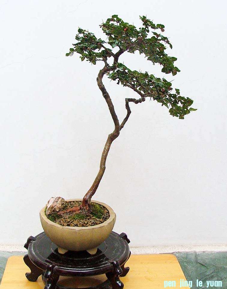 DSCF4577.JPG