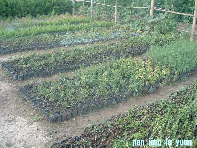 DSCF0950.JPG