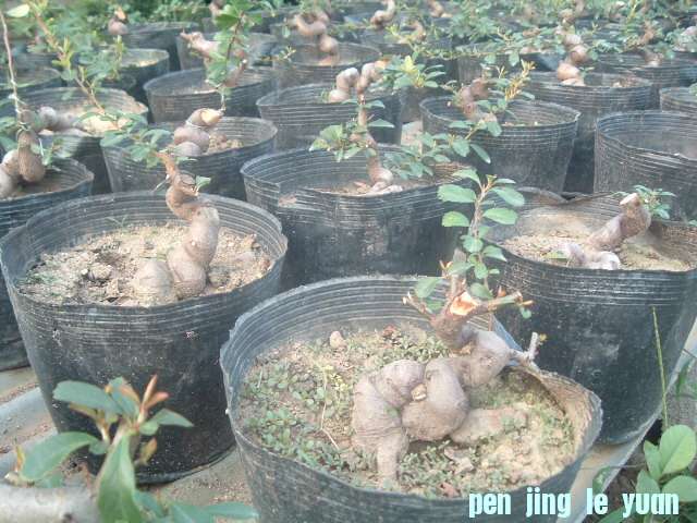 DSCF0953.JPG