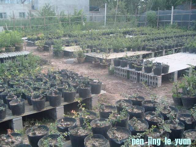 DSCF0954.JPG