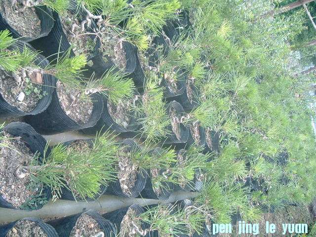 DSCF0955.JPG