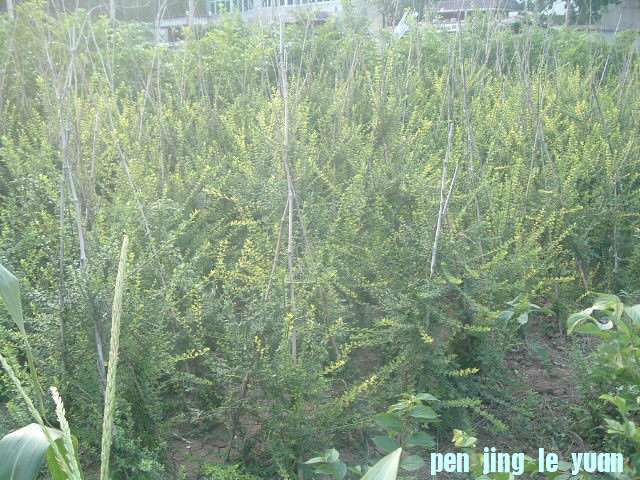 DSCF0956.JPG