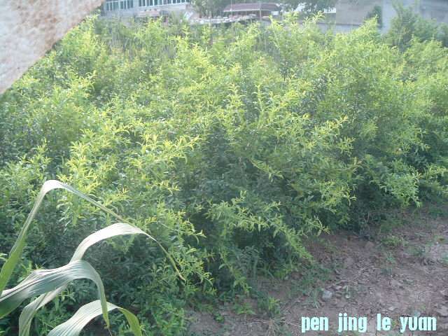 DSCF0957.JPG