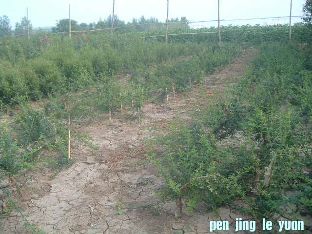DSCF0958.JPG