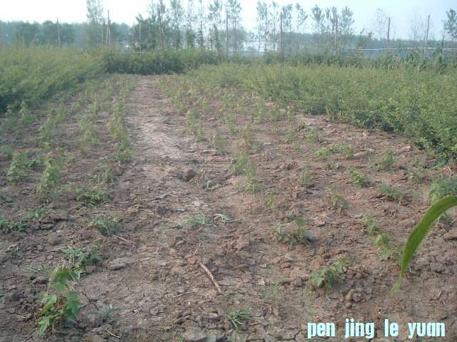 DSCF0962.JPG