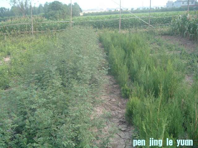 DSCF0963.JPG