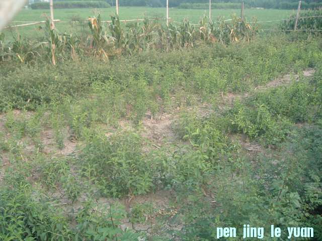 DSCF0964.JPG