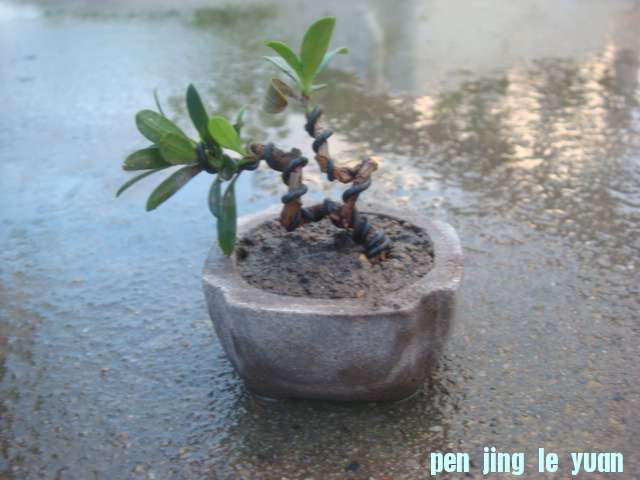 DSC03790.JPG