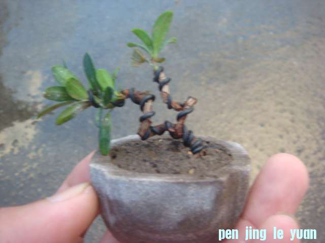 DSC03789.JPG