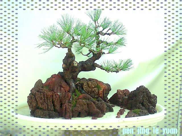 Ƭ0957_001_001.jpg