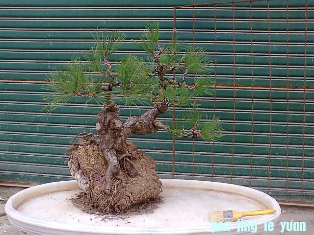 Ƭ0952.jpg