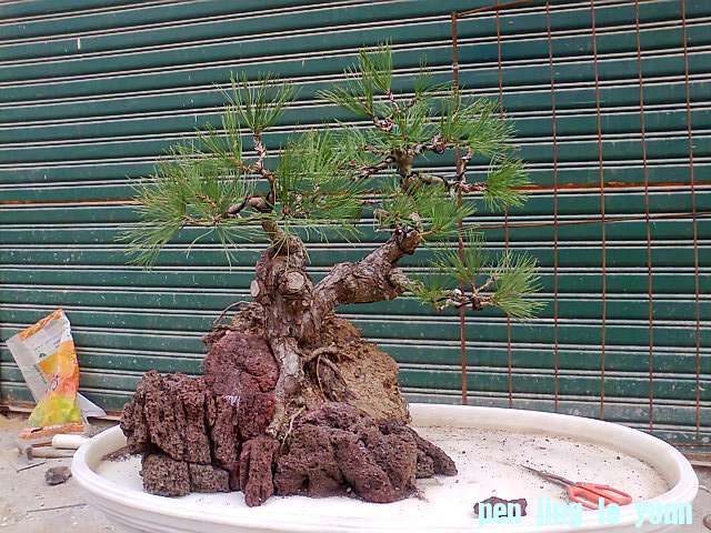 Ƭ0953.jpg