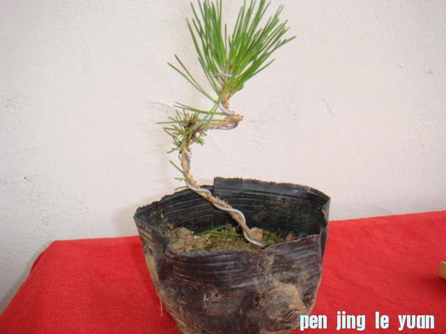 DSC09109.JPG