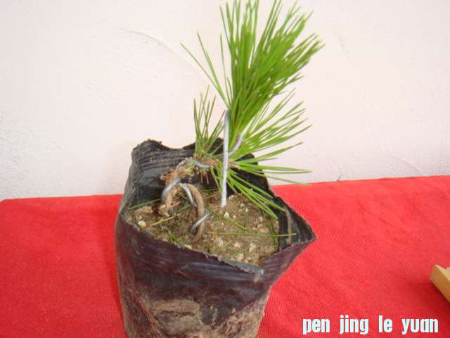 DSC09110.JPG