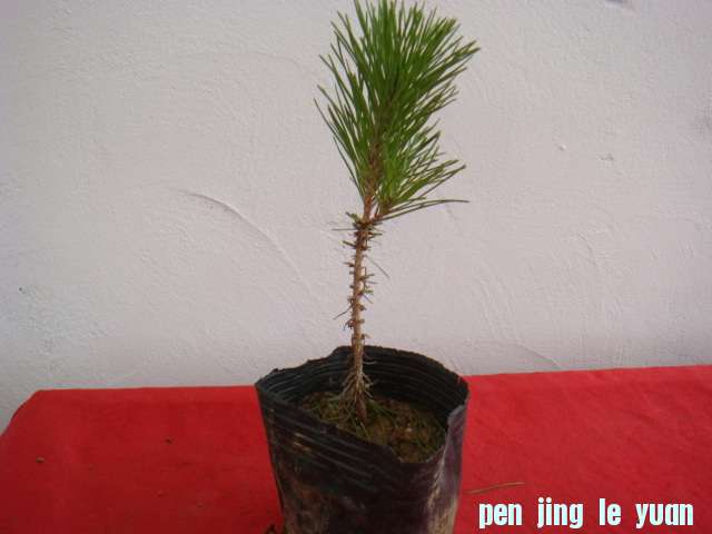 DSC09114.JPG