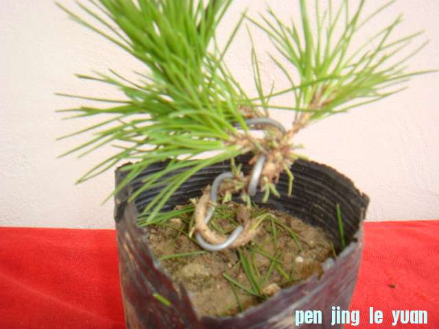DSC09116.JPG