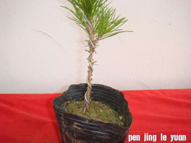 DSC09115.JPG