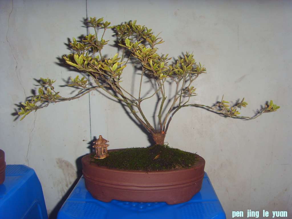 SDC10477.JPG