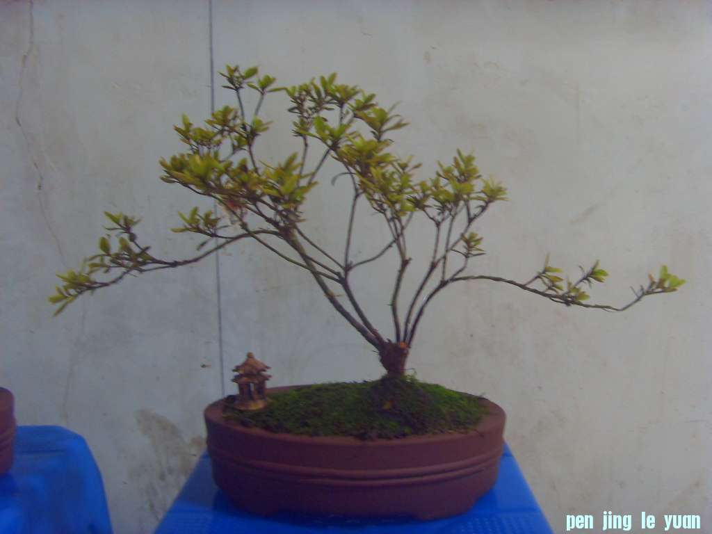 SDC10479.JPG