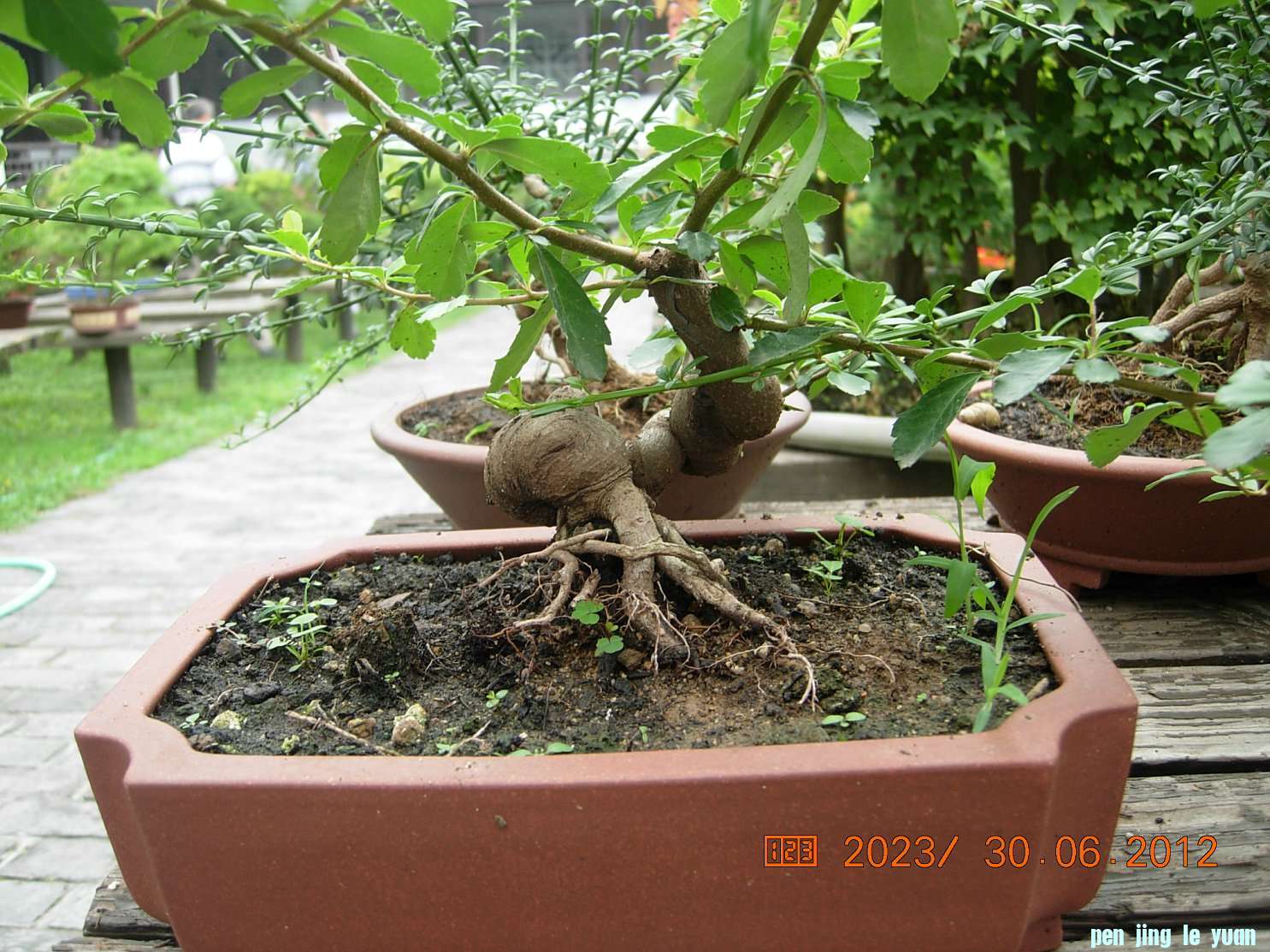 DSCN6230.JPG