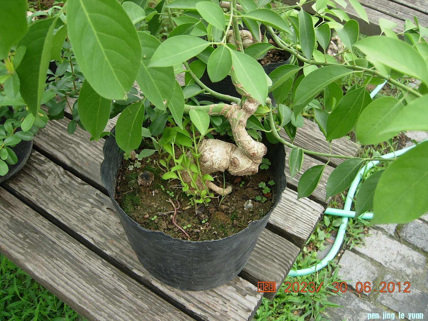 DSCN6231.JPG