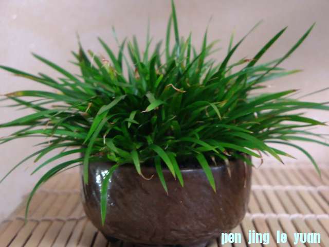 DSC09754.JPG