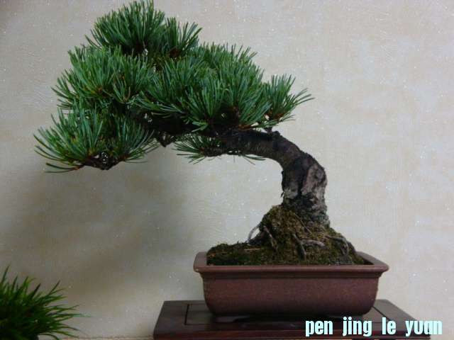 DSC09750.JPG