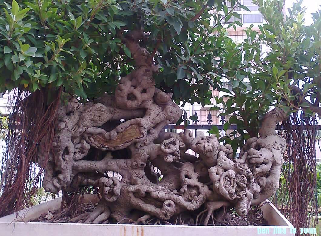 Ƭ1297_001.jpg