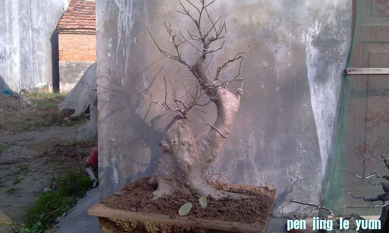 IMAG1034.jpg