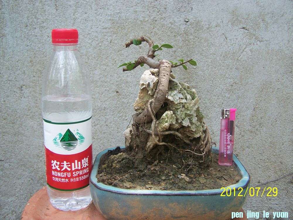 100_4650.jpg