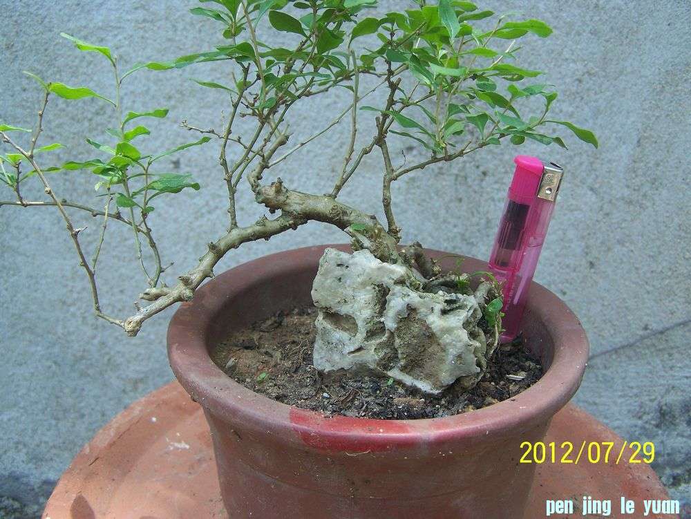 100_4660.jpg