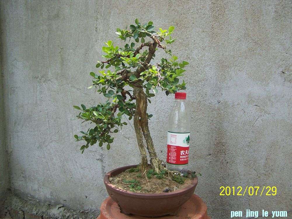 100_4666.jpg