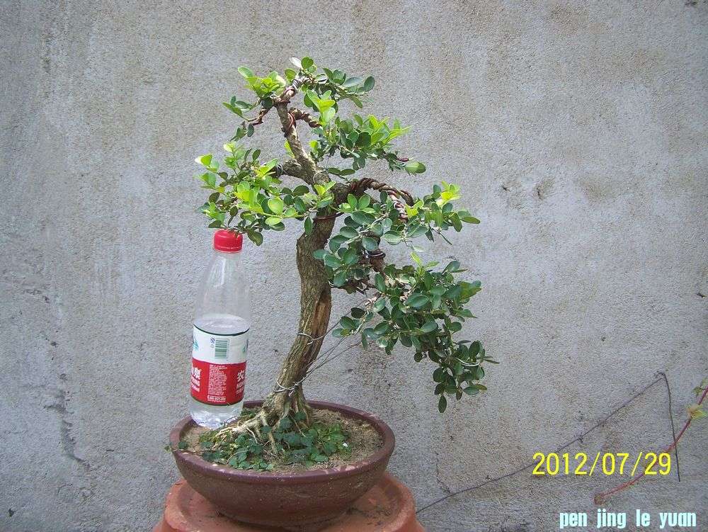 100_4667.jpg